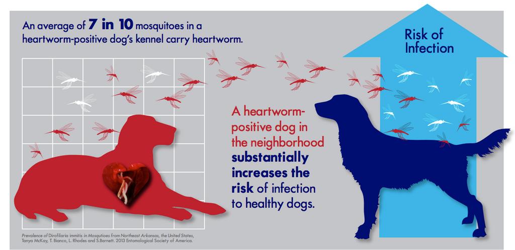 is heartworm dangerous for dogs